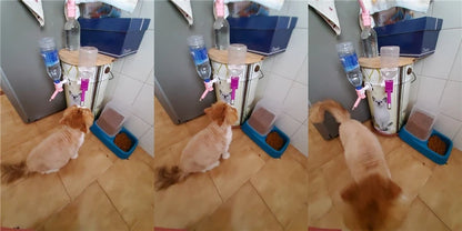 Pet Water Dispenser Nozzle